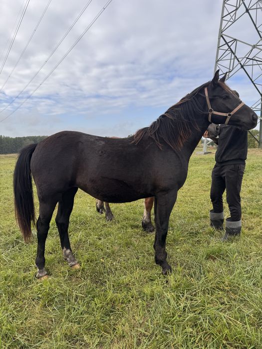Sprzedam klacz ślaską