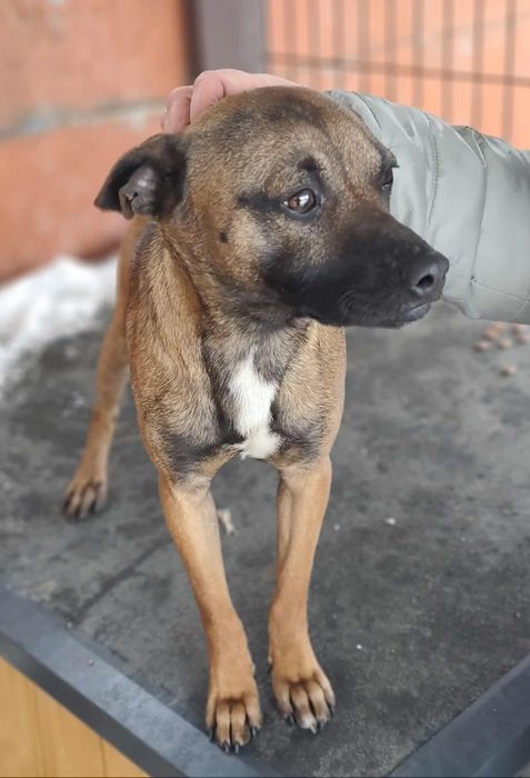 Pilne ! Remik błaga o dom...