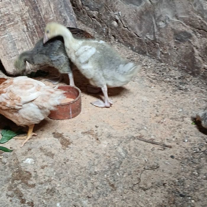 gansos novos / ganso macho branco