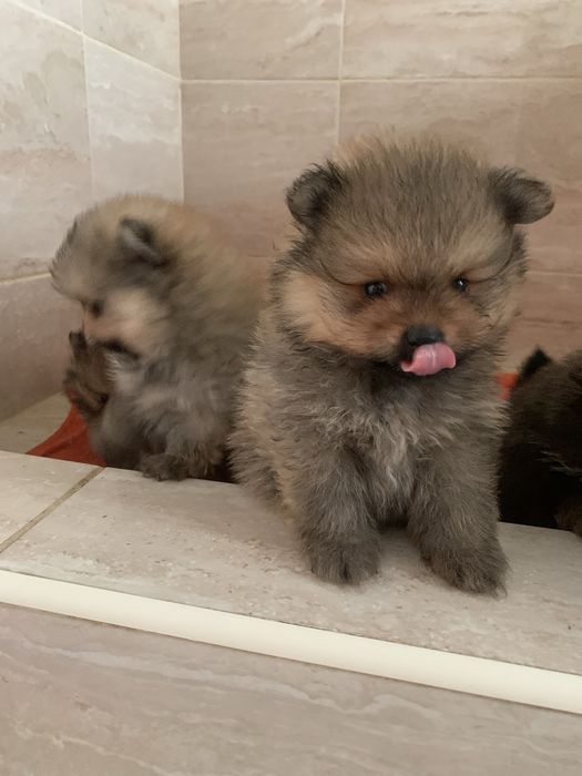 Померанський шпіц