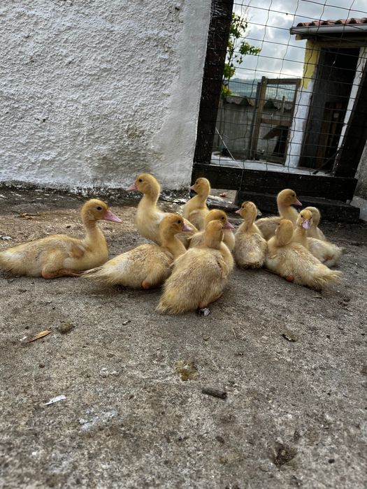 Patos, Patos Mudos, ovos de galinha e peru.