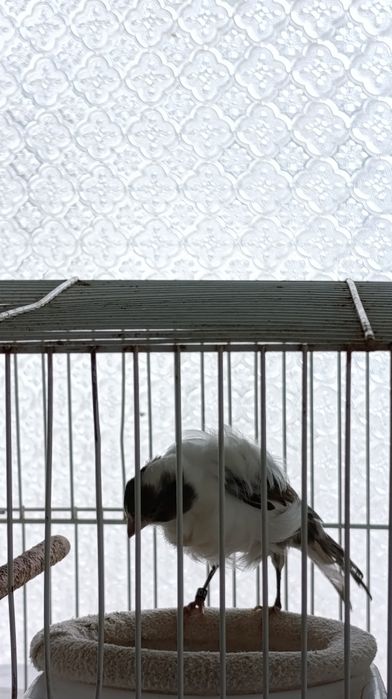 Vendas de animais