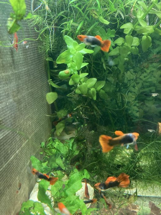 Guppy Koi Tuxedo linhagem pura