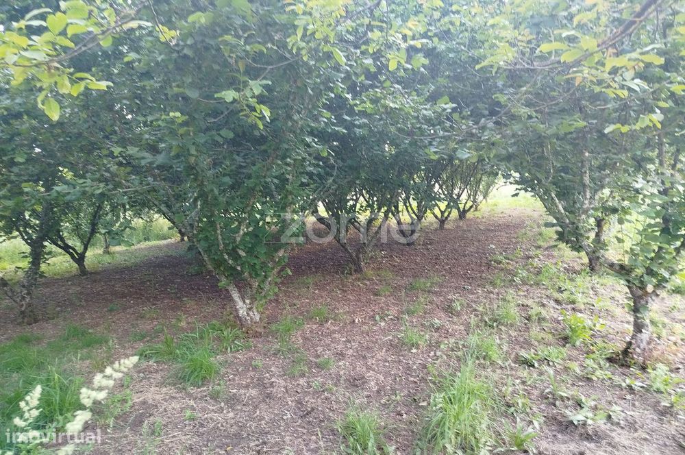 Terreno, Viseu