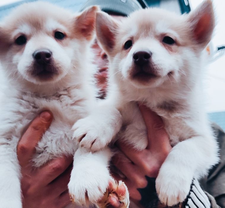 Гарні малюки  - вільна продаж