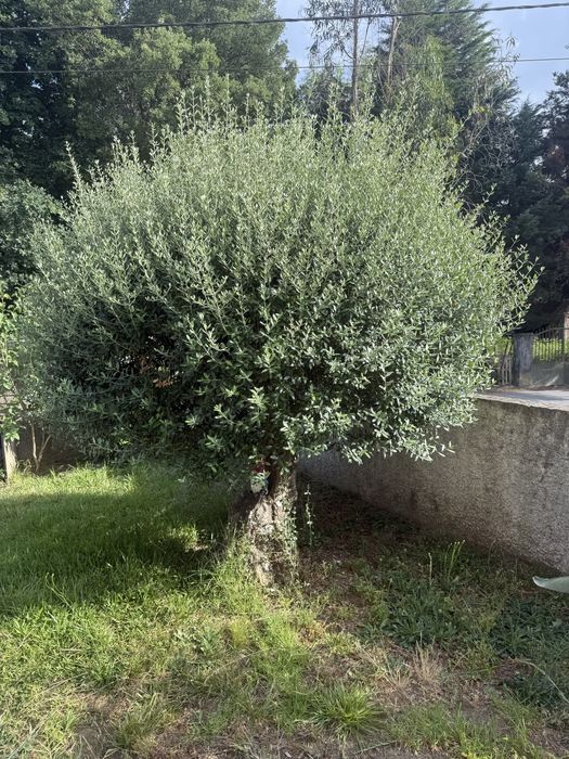 Oliveira mais de 30 anos