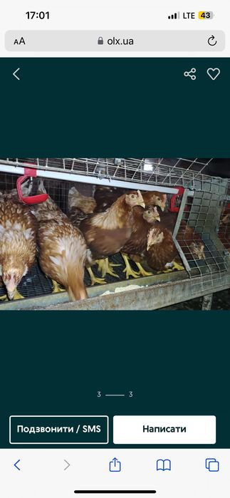 Кури несушки Ломан Браун