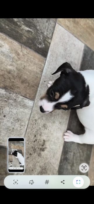 Jack russel terrier