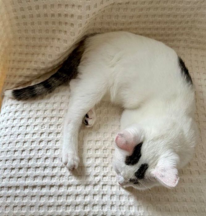 Kocurek Irysek szuka domku