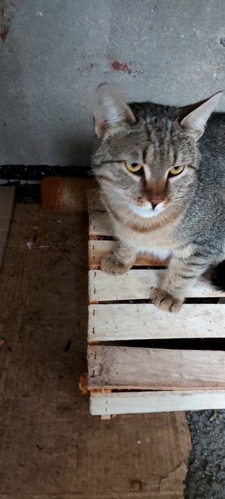 Отдам кота лесного окраса, 8 месяцев