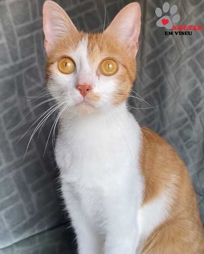 ESTERILIZADA | Gata jovem disponível para adoção responsável