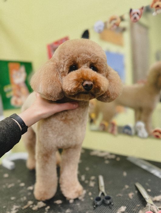 Грумінг тваринок