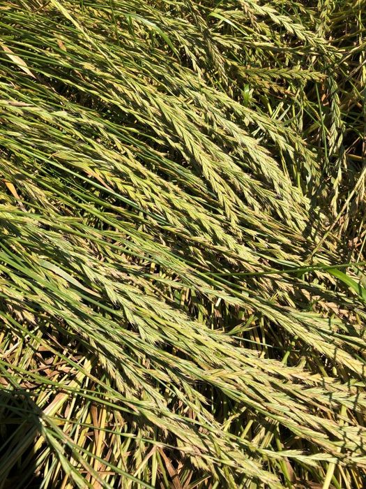 mieszanka traw,koniczyna, wieloletnia,trawa nasienna, nasiona traw