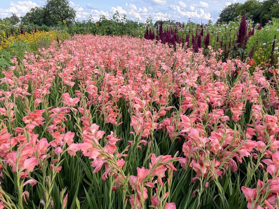 Гладіолус, гладіолуси, цибулина, квіти, косарик, косарик.
