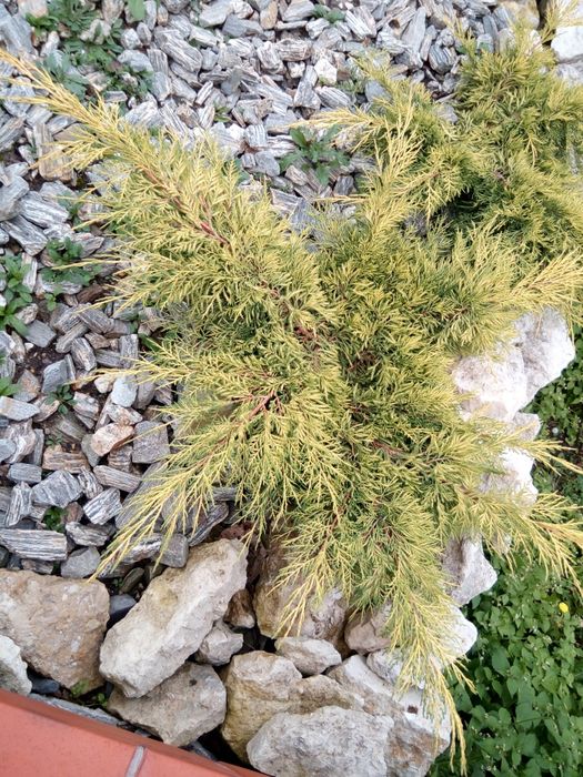 Wysoka tuja szmaragd od producenta 150 cm