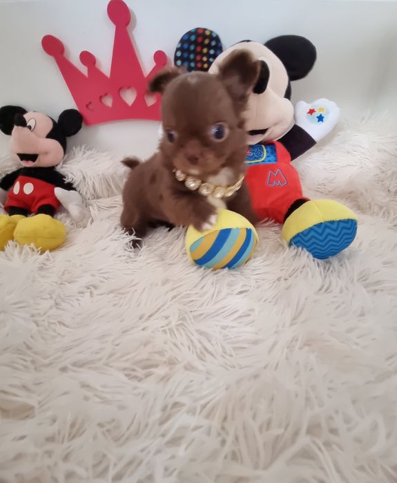 Chihuahua macho  miniatura de pêlo comprido com Pedigree