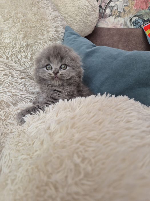 Шотландські кошенята Scottish Fold