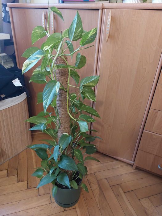 REZERWACJA Kwiat Epipremnum w zielonej doniczce na paliku