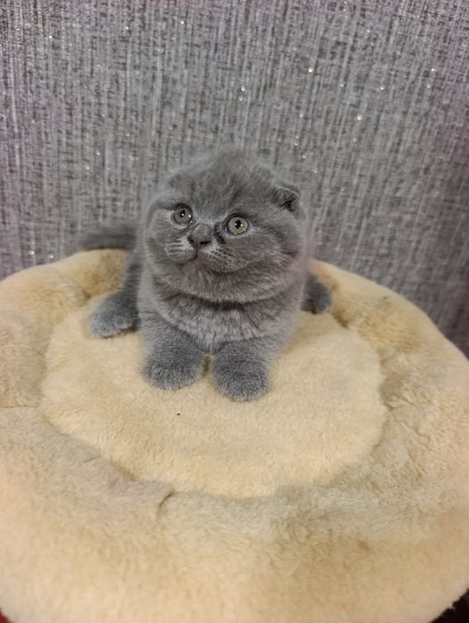 Розкішні кошенята
