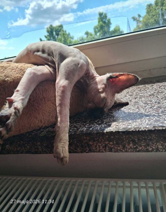 Devon Rex FPL super koteczka Harley
