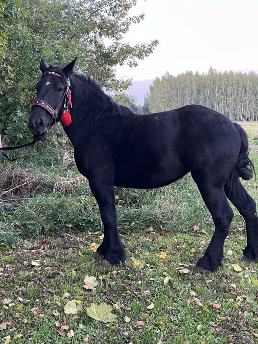 Sprzedam klacz kara
