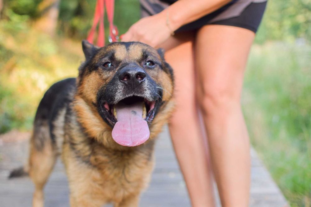 Piękny Azot czeka na dom