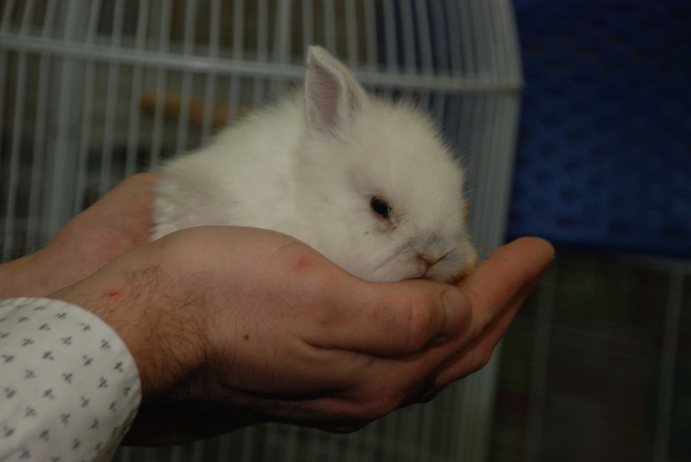 Білосніжні красунчики декоративні карликові міні кролики