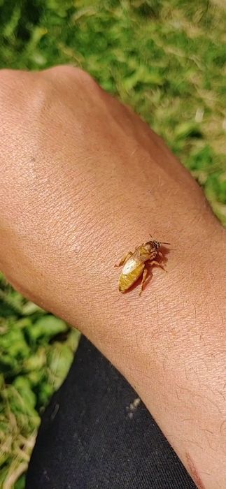 Неплідні бджоломатки Кордован