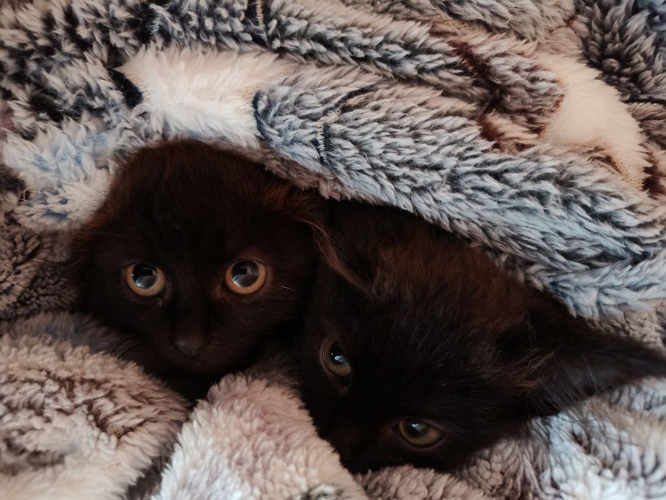Отдам чёрных котят.