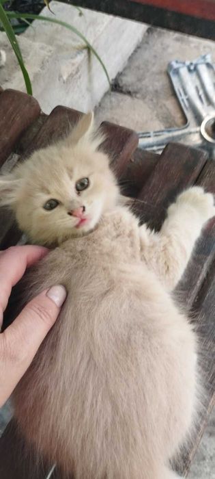 Віддам кошенят в добрі руки (Подільський район)