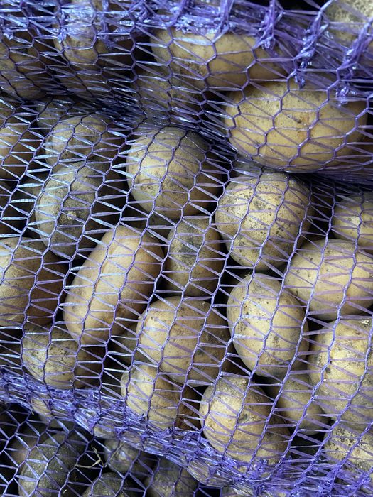 Насінева картопля різних сортів опт