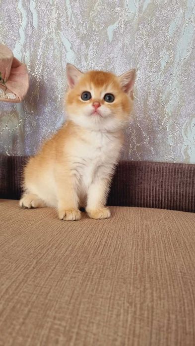 Британський хлопчик Кузя