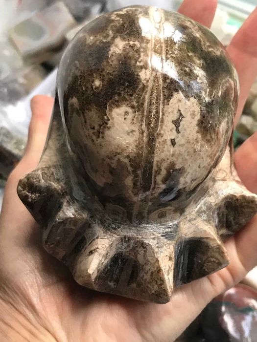 Скам"янілості ортоцерасс,амоніт,септарія,брахіопода,трилобіт