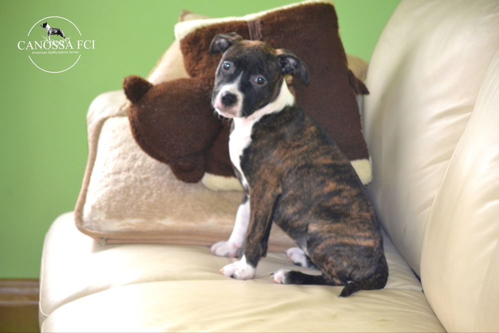 suczka American Staffordshire Terrier, AmStaff  z rod.