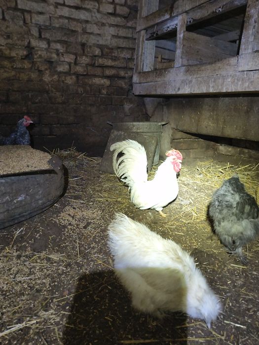 Chabo biały kogucik