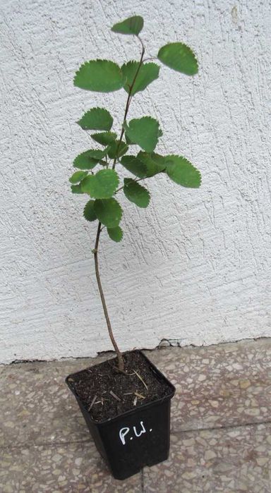 ŚWIDOŚLIWA OLCHOLISTNA Prince Wiliams - sadzonki w doniczkach