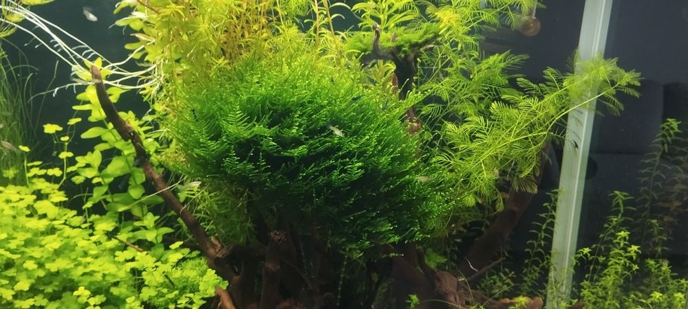 Mech do akwarium - erect Moss.