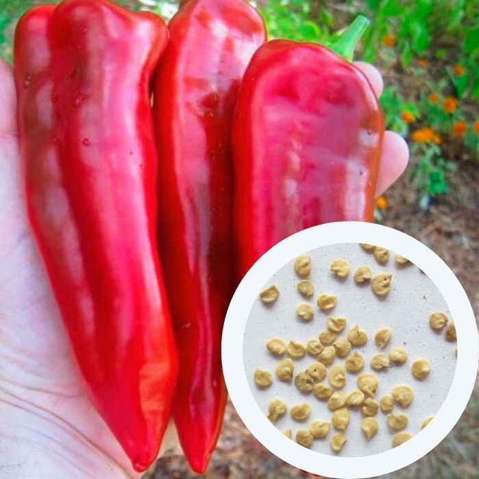 Перець солодкий насіння (14 сортів) перец сладкий семена