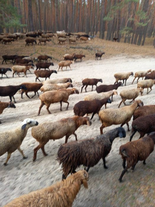 Продам баранов/ овец/ баранів