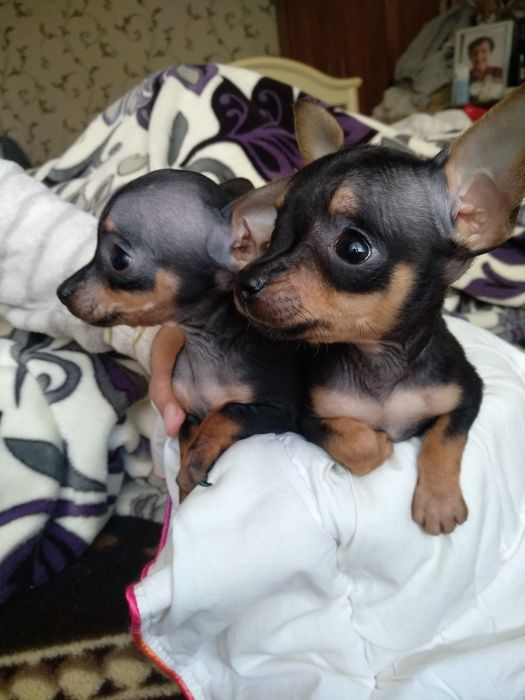 Щенки Той -терьера