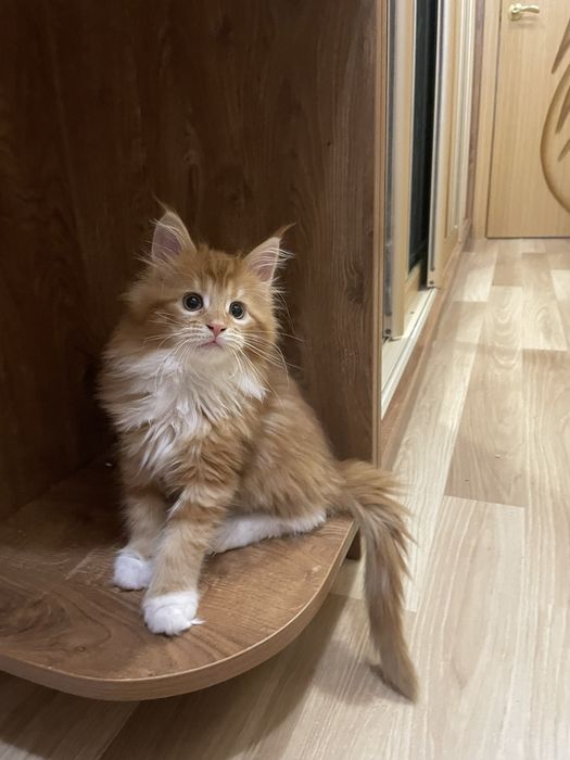 скидки новогодние мейнкуны с документами,вакцинированы,разные окрасы