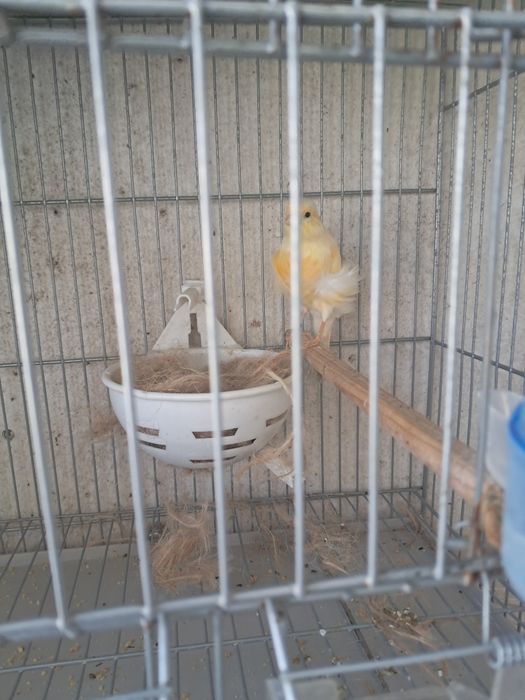 Tenho 2 machos frizados do norte e 2 agatas um vermelho e um opalino