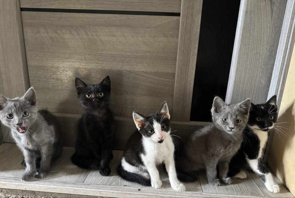 Віддамо грайливих котиків в добрі руки