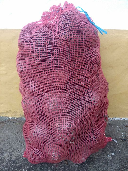 Pinhas bravas/acendalhas biológicas