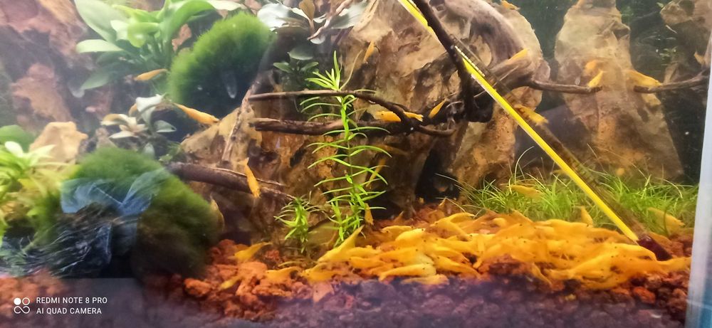 Krewetki Neocaridina YELLOW/ŻÓŁTA