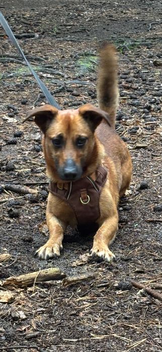 Reksio maly sympatyczny piesek czeka na dom