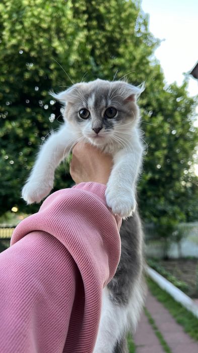Віддам в добрі руки кішечку