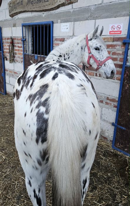 PKS klacz tarantka tarant