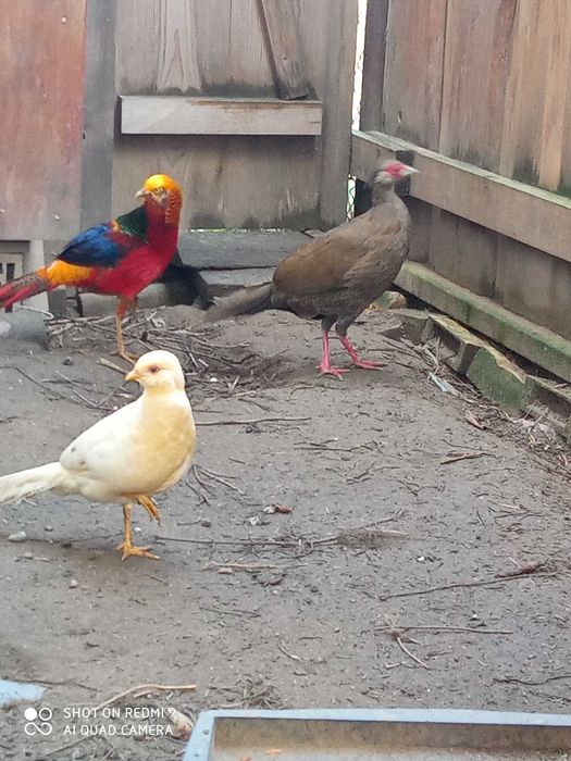 Bażanty różne rodzaje