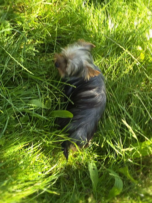 Piesek roczny Yorkshire terrier